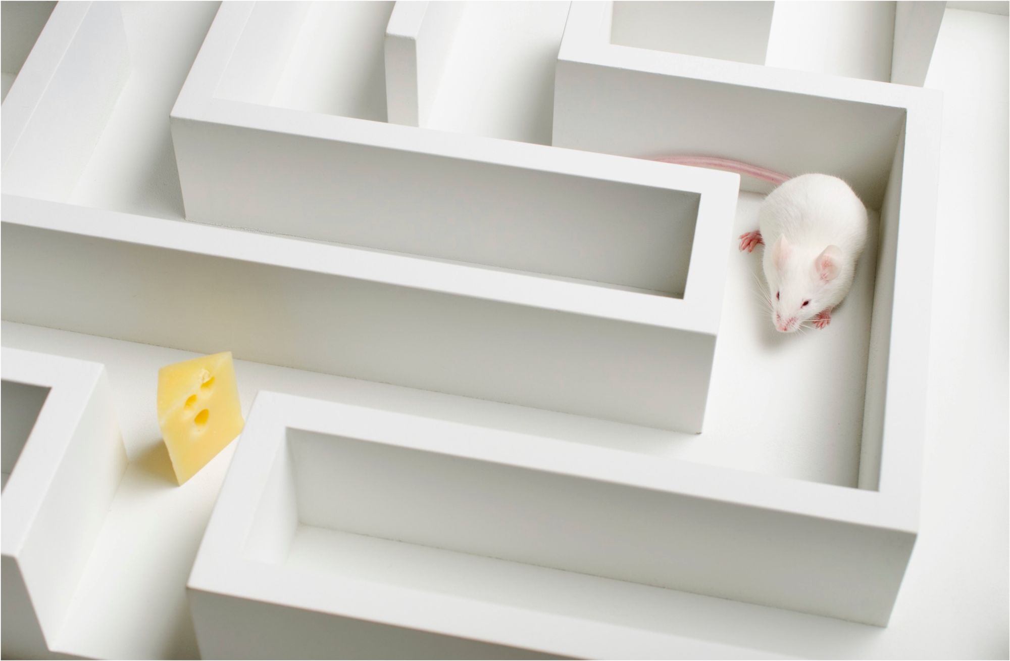 Mouse in a maze looking for hidden cheese